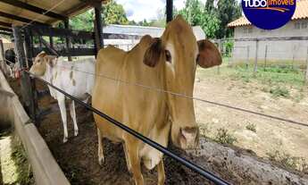 Imagem: FAZENDA 60 HECTÁREAS, PASTO PARA ATÉ 400
