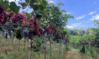 Imagem 3: Chácara à venda em São Miguel Arcanjo-SP, Zona Rural: 2 quartos, 2 salas, 2 banheiros, 3 v