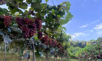 Imagem 5: Chácara à venda em São Miguel Arcanjo-SP, Zona Rural: 2 quartos, 2 salas, 2 banheiros, 3 v
