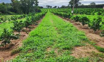 Imagem 2: Fazenda de Luxo à Venda em Área Rural de São José do Rio Preto-SP: 3 Quartos, 1 Suíte, 3 S