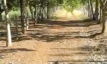 Imagem 2: Oportunidade única: Sítio à venda em Luziânia-GO, Bairro Área Rural - 2 quartos, 2 salas