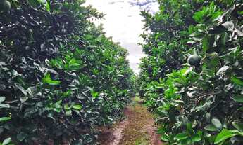 Imagem 7: Fazenda de Luxo à Venda em Área Rural de São José do Rio Preto-SP: 3 Quartos, 1 Suíte, 3 S