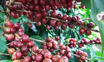 Imagem 7: Chácara à venda em Itobi-SP, Zona Rural: 1 quarto, 1 banheiro, 0,01 m² de área!