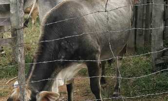 Imagem 5: Chácara à venda em Itobi-SP, Zona Rural: 1 quarto, 1 banheiro, 0,01 m² de área!