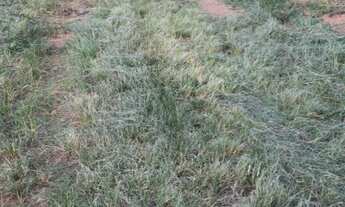 Imagem 2: Chácara à venda em Itobi-SP, Zona Rural: 1 quarto, 1 banheiro, 0,01 m² de área!