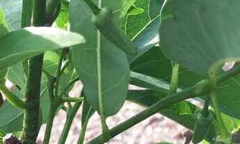 Imagem 3: Chácara à venda em Itobi-SP, Zona Rural: 1 quarto, 1 banheiro, 0,01 m² de área!