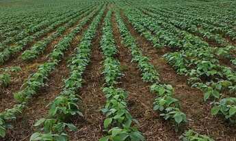 Imagem 2: Fazenda à venda em Itapetininga-SP: 2 quartos, 1 sala, 1 banheiro e 3.484.800,00 m² de áre