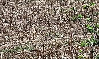 Imagem 3: Imperdível: Sitio à venda em Sarapuí-SP, Zona Rural, 3 quartos, 1 suíte, 2 salas, 3 banhei