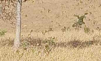 Imagem: Fazenda Disponível pra Venda.No Estado