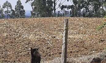 Imagem 4: Imperdível: Sitio à venda em Sarapuí-SP, Zona Rural, 3 quartos, 1 suíte, 2 salas, 3 banhei