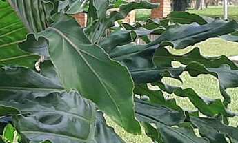 Imagem: Imperdível Sitio à venda em Sarapuí-SP