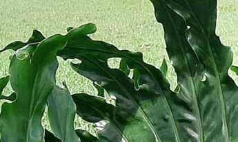 Imagem 7: Imperdível: Sitio à venda em Sarapuí-SP, Zona Rural, 3 quartos, 1 suíte, 2 salas, 3 banhei