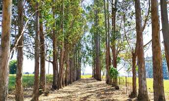 Imagem 7: Imperdível: Sitio à venda em Área Rural de Itapetininga-SP, com 3 quartos, 1 suíte e mais!