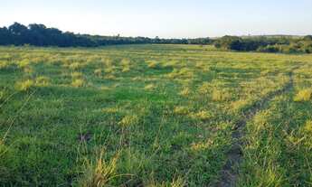 Imagem 6: Fazenda 99 Alqueires Formada em Lavoura e Pecuária Terra Vermelha a Mista Topografia P