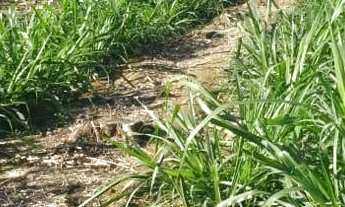 Imagem 6: Sitio 19 Alqueires - Aproveitamento de 13 Alqueires - Boa Topografia - Ribeirão com