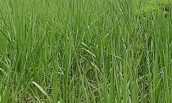 Imagem 5: EXCELENTE FAZENDA COM CANA EM PANORAMA-SP ?? Área Total 272 Alqueires 80% em Cana Res