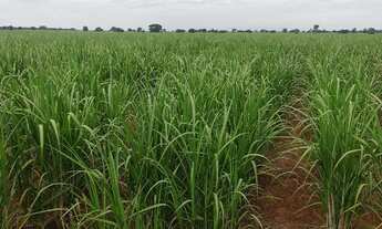 Imagem 2: EXCELENTE FAZENDA COM CANA EM PANORAMA-SP ?? Área Total 272 Alqueires 80% em Cana Res