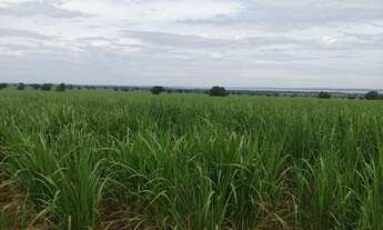 Imagem: EXCELENTE FAZENDA COM CANA EM PANORAMA-SP