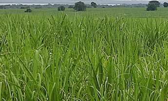 Imagem 6: EXCELENTE FAZENDA COM CANA EM PANORAMA-SP ?? Área Total 272 Alqueires 80% em Cana Res