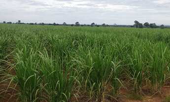 Imagem 7: EXCELENTE FAZENDA COM CANA EM PANORAMA-SP ?? Área Total 272 Alqueires 80% em Cana Res