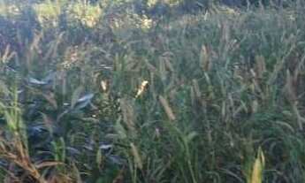 Imagem 2: Sitio 19 Alqueires - Aproveitamento de 13 Alqueires - Boa Topografia - Ribeirão com