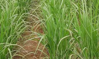 Imagem 3: EXCELENTE FAZENDA COM CANA EM PANORAMA-SP ?? Área Total 272 Alqueires 80% em Cana Res