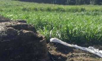 Imagem 5: Sitio 19 Alqueires - Aproveitamento de 13 Alqueires - Boa Topografia - Ribeirão com