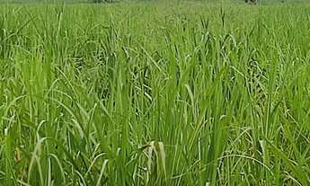 Imagem 4: EXCELENTE FAZENDA COM CANA EM PANORAMA-SP ?? Área Total 272 Alqueires 80% em Cana Res