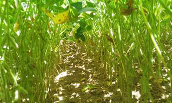 Imagem 7: Fazenda 392 Alqueires ? Documentação excelente ? Plantando 700 hectares ?Tem capacidade d