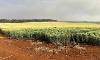 Imagem 5: EXCELENTE FAZENDA A VENDA NA REGIÃO DE PIRAJU-SP ?? Localizada no Município de Bernardin