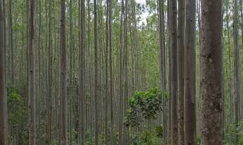 Imagem 6: FAZENDA COM EUCALIPTO A VENDA NO ESTADO DE SÃO PAULO ?? Área Total: 106,4 Alqueires ou 2