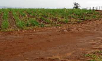 Imagem: Fazenda de 500 Alqueireis paulistas, sem