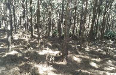 Imagem 3: FAZENDA COM PINUS A VENDA NO ESTADO DE SÃO PAULO ?? ? Área Total: 100 Alqueires ou 242,6