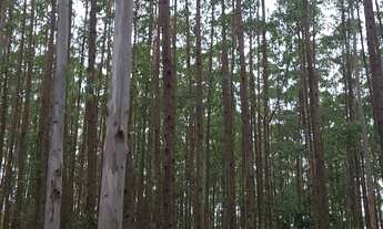 Imagem 4: FAZENDA COM EUCALIPTO A VENDA NO ESTADO DE SÃO PAULO ?? Área Total: 106,4 Alqueires ou 2