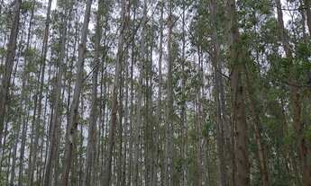 Imagem 7: FAZENDA COM EUCALIPTO A VENDA NO ESTADO DE SÃO PAULO ?? Área Total: 106,4 Alqueires ou 2