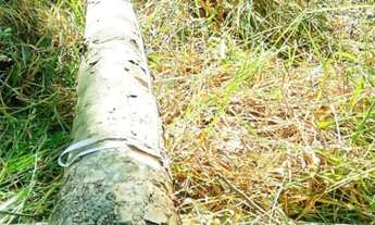 Imagem: FAZENDA COM EUCALIPTO A VENDA NO ESTADO