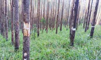 Imagem 2: FAZENDA COM EUCALIPTO A VENDA NO ESTADO DE SÃO PAULO ?? Área Total: 106,4 Alqueires ou 2