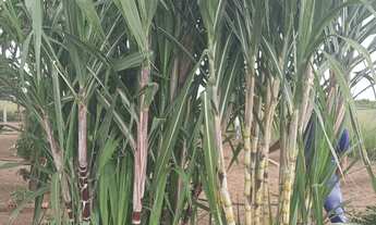 Imagem: FAZENDA A VENDA NO ESTADO DO MATO GROSSO