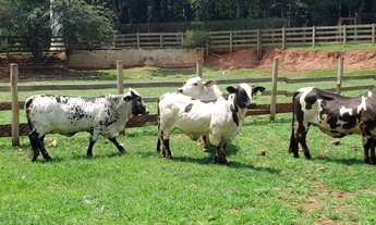 Imagem 2: Fazenda itaiassu com 291 hectares (2.910.000m2 com 3 represas 118 baías de cavalos
