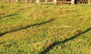 Imagem 6: EXCELENTE SÍTIO A VENDA NA REGIÃO DE TATUÍ-SP ?? Dupla Aptidão: Agricultura e Pecuária