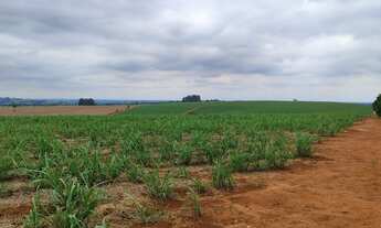 Imagem 7: EXCELENTE FAZENDA A VENDA EM ITAPETININGA-SP ?? ? Área Total: 42 Alqueires Em Cana: 37
