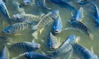 Imagem 3: Fazenda itaiassu com 291 hectares (2.910.000m2 com 3 represas 118 baías de cavalos