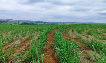 Imagem 4: EXCELENTE FAZENDA A VENDA EM ITAPETININGA-SP ?? ? Área Total: 42 Alqueires Em Cana: 37