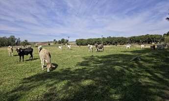 Imagem 6: EXCELENTE SÍTIO COM GRANJA A VENDA EM TATUÍ - SP* ?? Aptidão: Granja de Frango e Gado d