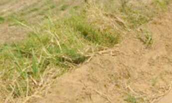 Imagem 3: EXCELENTE FAZENDA EM CANA A VENDA - LOCALIZADA NA REGIÃO DE PORTO FELIZ - SP* ?? - Ár