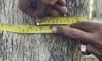Imagem 2: FAZENDA COM EUCALIPTO A VENDA NO VALE DO RIBEIRA - REGIÃO DE REGISTRO-SP* ?? Área Total
