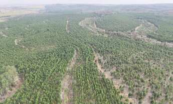 Imagem 2: EXCELENTE FAZENDA COM EUCALIPTO A VENDA NA REGIÃO DE TATUÍ-SP* ?? Área Total: 469,82 He
