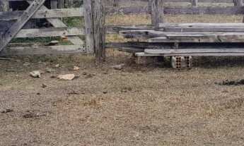 Imagem 5: Sitio 26 alqueire em porangaba não tem casa só pasto, não aceita permuta valor 3.900,000