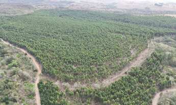 Imagem 7: EXCELENTE FAZENDA COM EUCALIPTO A VENDA NA REGIÃO DE TATUÍ-SP* ?? Área Total: 469,82 He