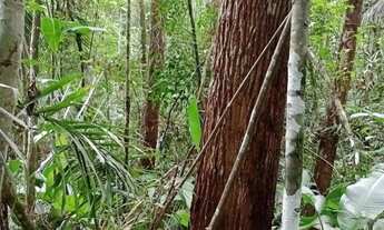 Imagem 6: FAZENDA COM EUCALIPTO A VENDA NO VALE DO RIBEIRA - REGIÃO DE REGISTRO-SP* ?? Área Total